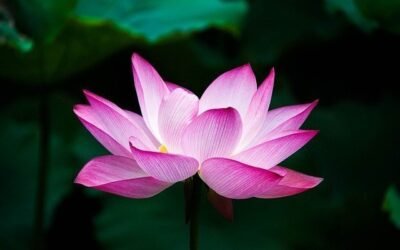 EN MISIÓN DE AYUDA, por Kwan Yin